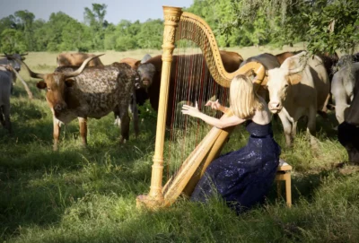 Sara Shute playing the harp for cows and bulls. Harp Player in Houston, TX.
